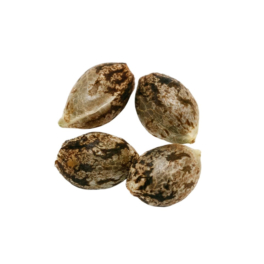 Pure Sunfarms - Headband Seeds (Feminized)