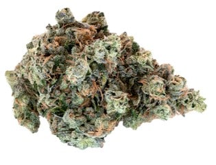 Woody Nelson - Country Club Hybrid 14g