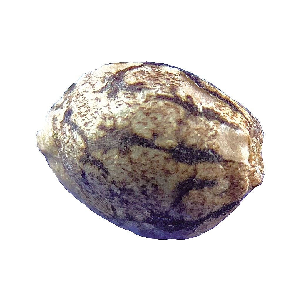 Jax Genetics - Jax Cowichan Kush Seeds (Regular)