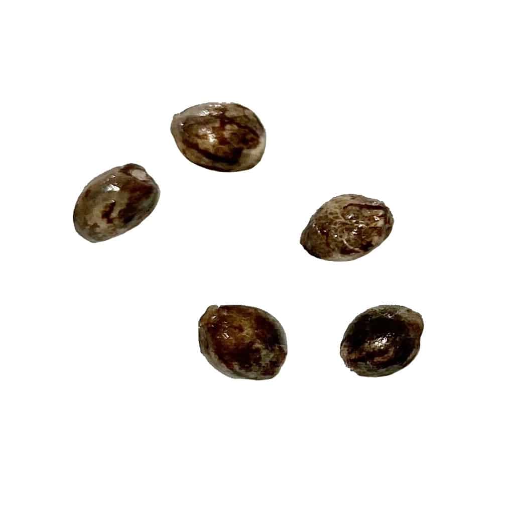 Autoflower Breeder's Club - Ice Cream Cake CBD:THC 1:1 AUTO Seeds