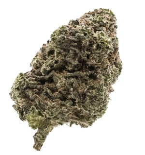 FIGR - Jungle Fumes Sativa 3.5g