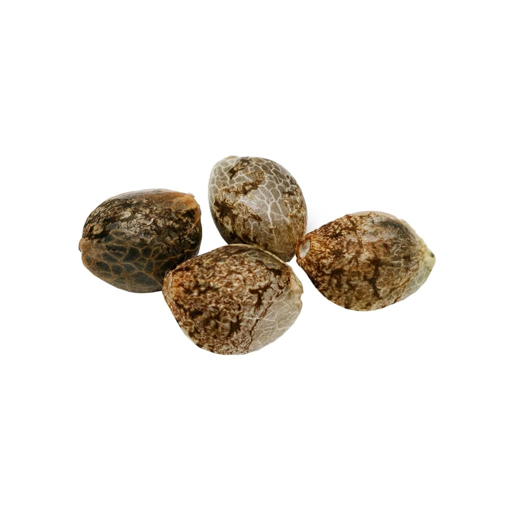Pure Sunfarms - Cherry Head Seeds (Feminized) - Image 2