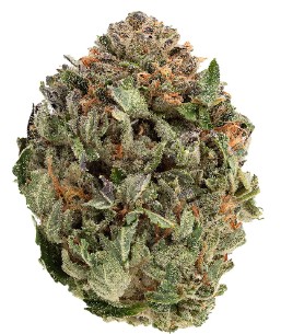 1964 - Organic Comatose - 1964 - Organic Comatose 1g