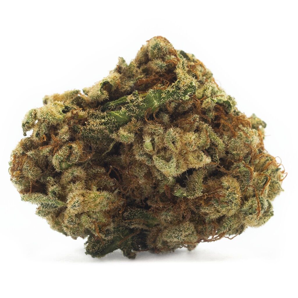 Houseplant - Sativa