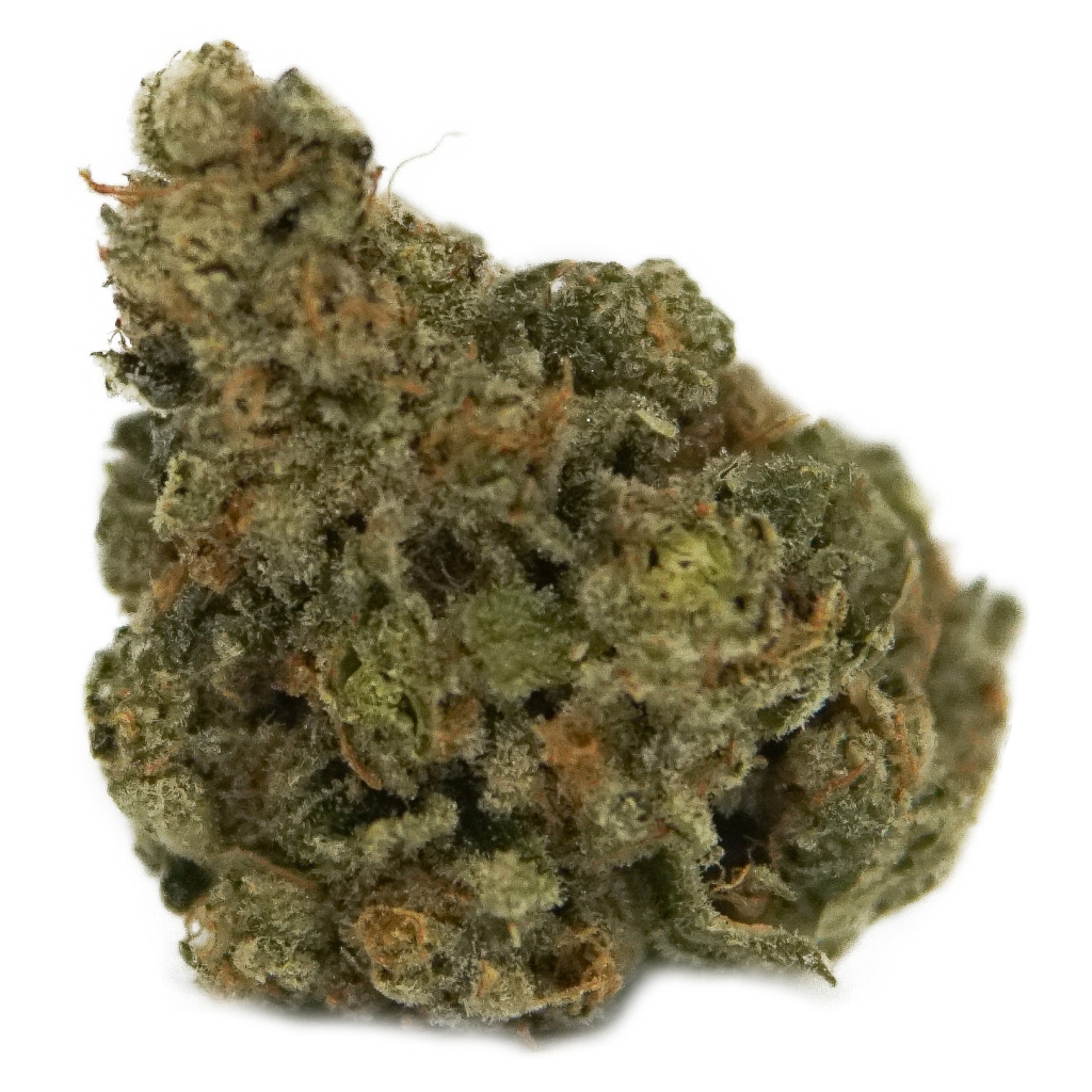 The Loud Plug - Exotic Gas