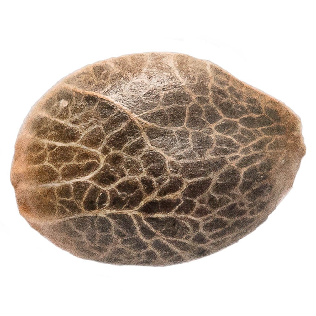 34 Street Seed Co. - Bubba Kush Seeds (Feminized) - Image 2