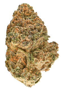 Redecan - Animal Rntz Indica - Image 2
