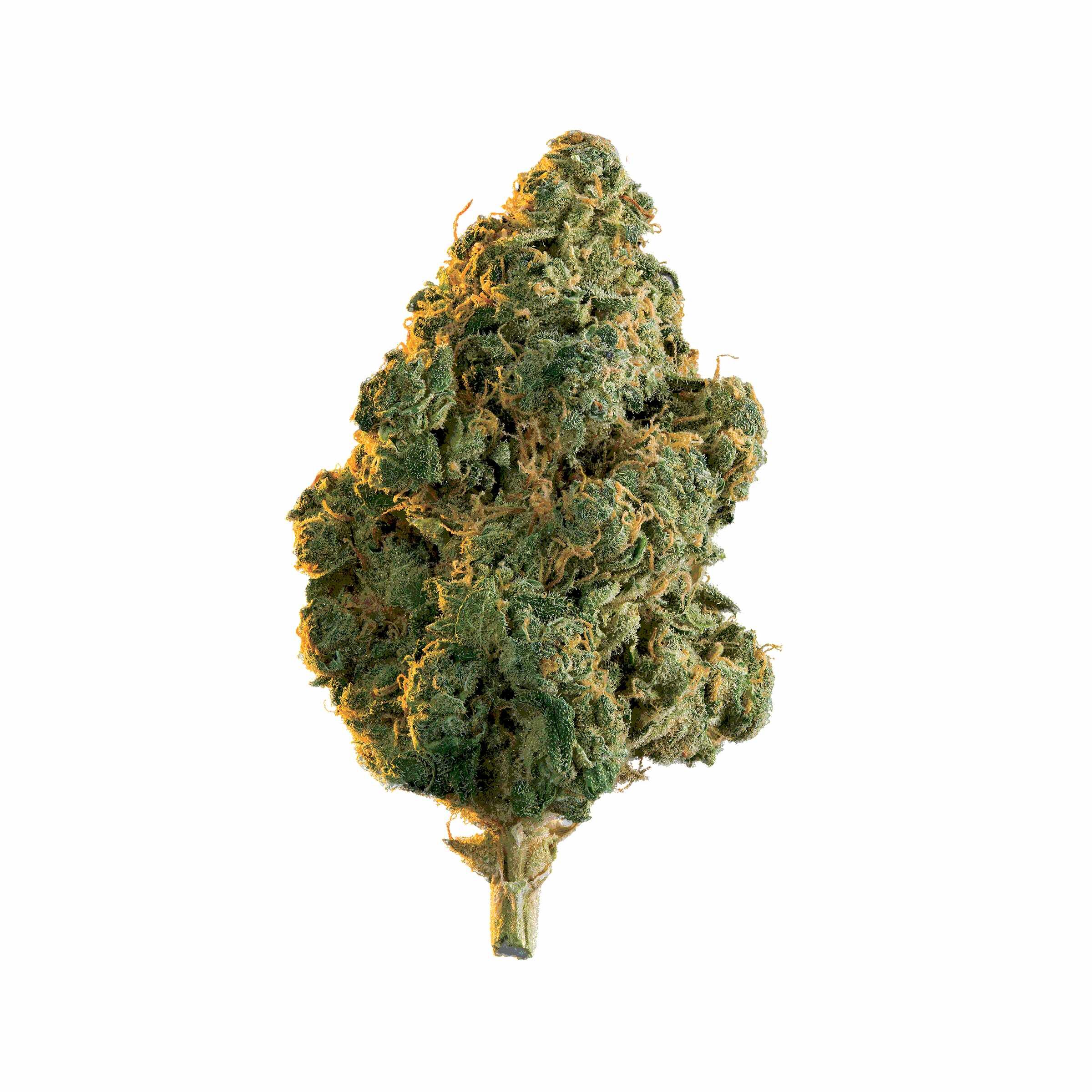 Edison Cannabis Co - Lola Montes