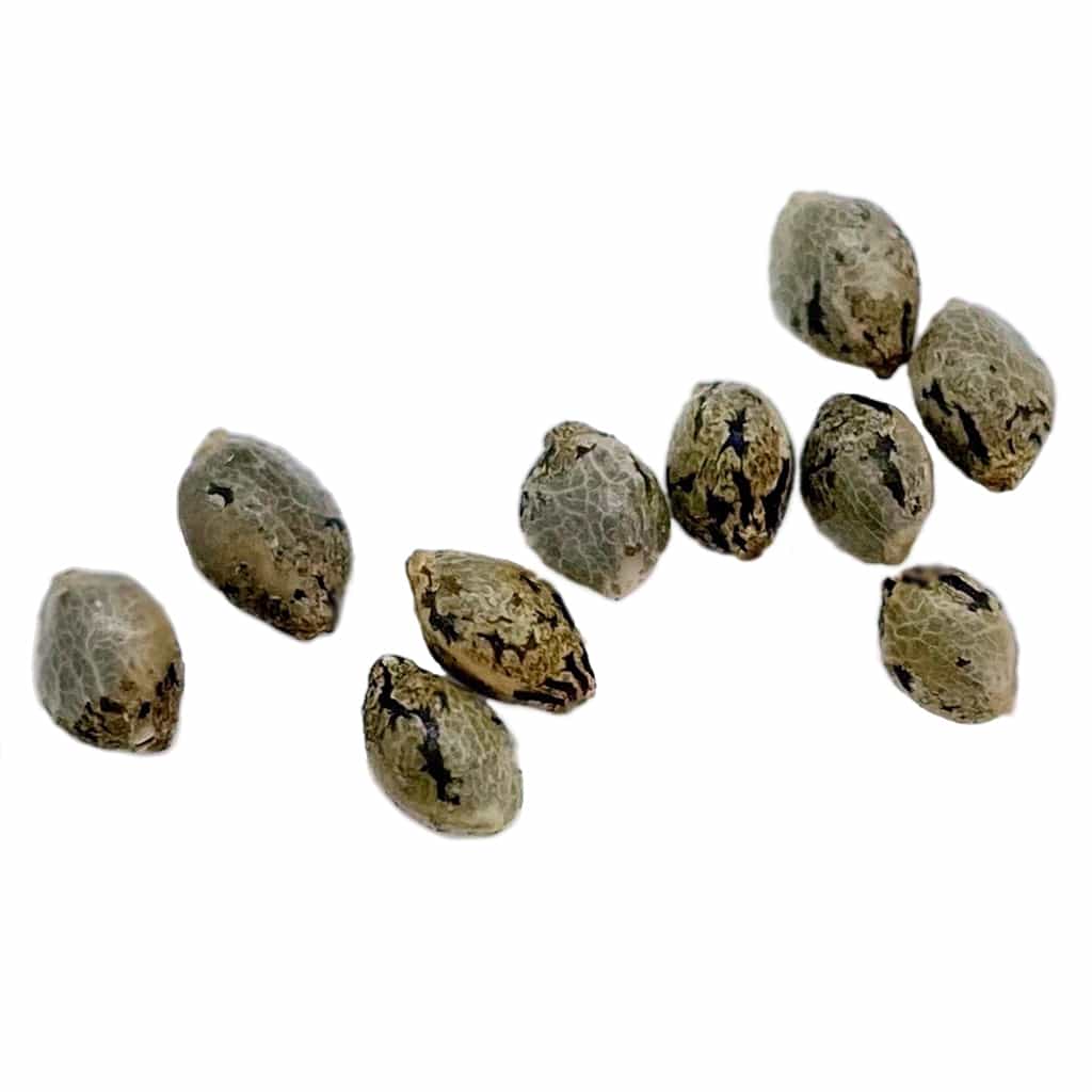 Weathered Islands Craft Cannabis - Apricot Kush Seeds (Regular) - Image 2
