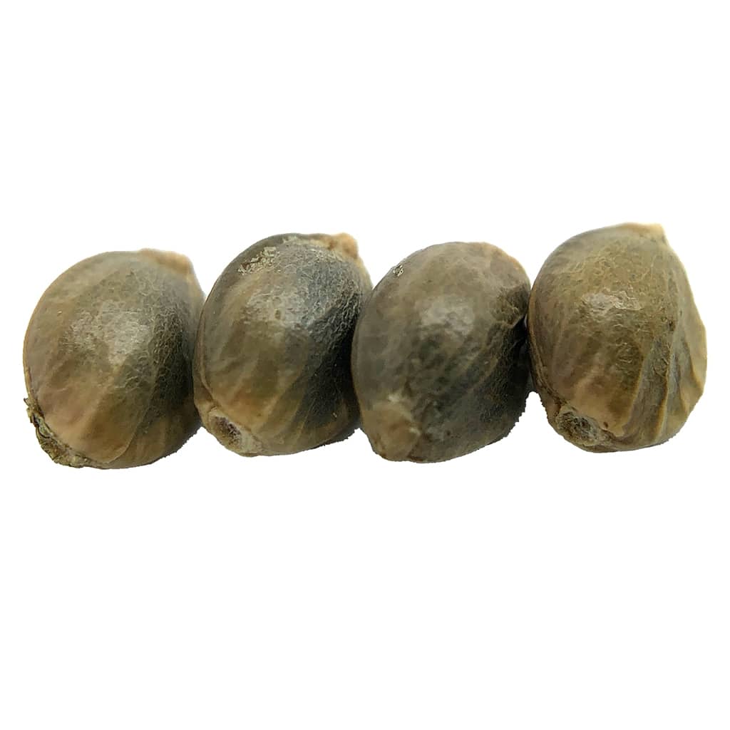 erbaceous™ - D 3 N A L I Seeds (Regular)