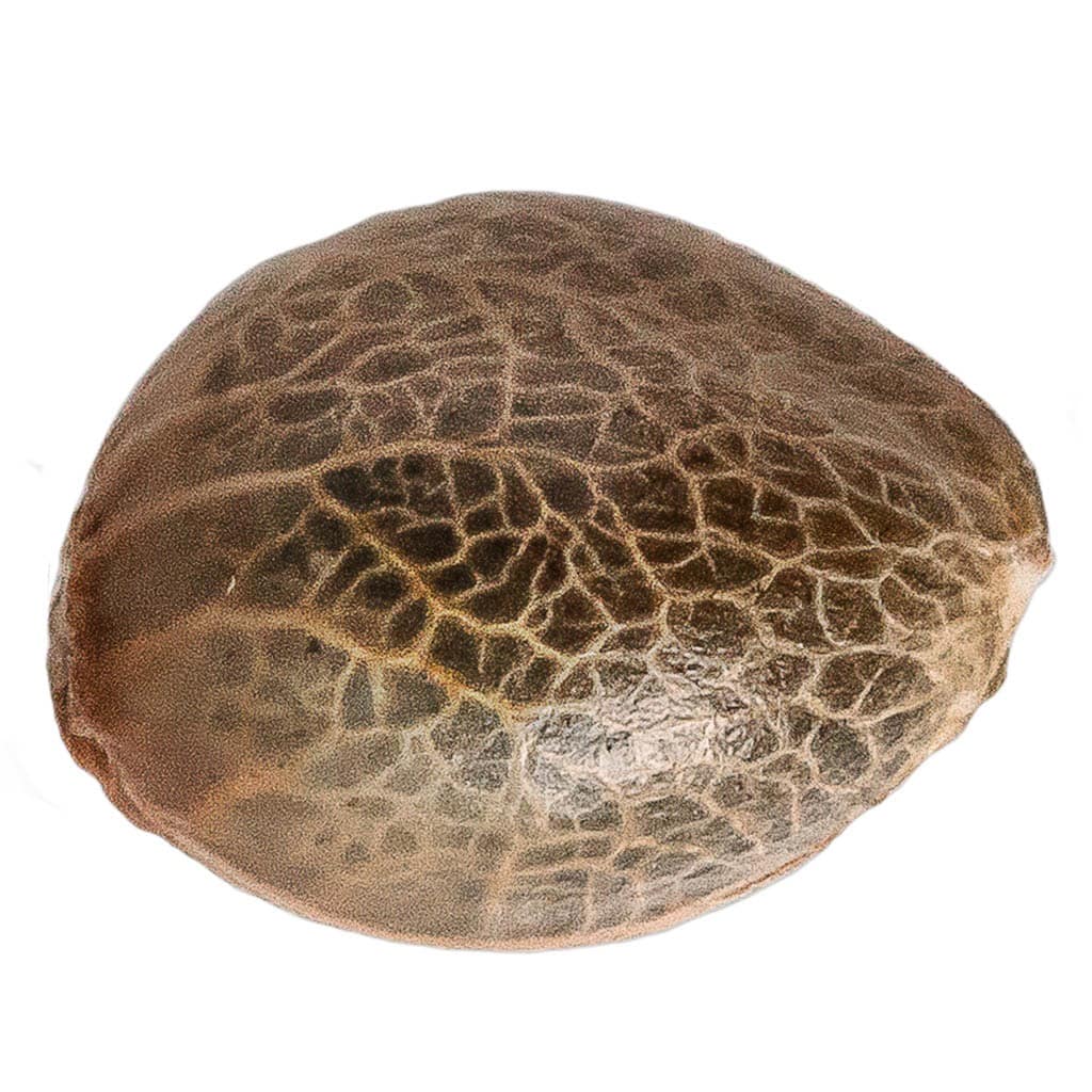 34 Street Seed Co. - Pineapple Express Seeds (Feminized)