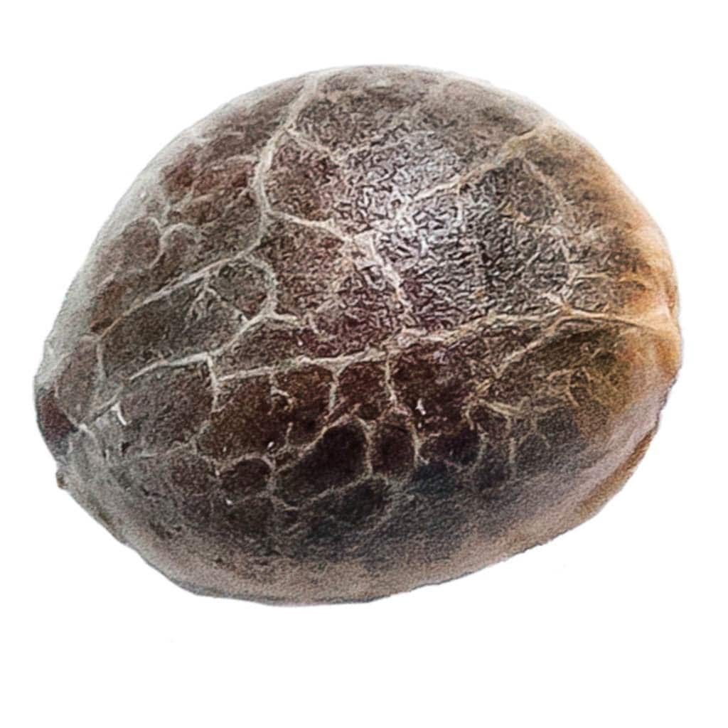 34 Street Seed Co. - Triple Scoop Seeds (Feminized)