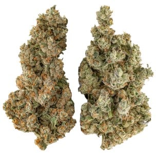 Highly Dutch - Organic Butter Cookies x Organic NYC Juggernaut Combo 28g