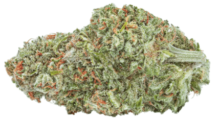 Highly Dutch Organic - Amsterdam Sativa - Image 4