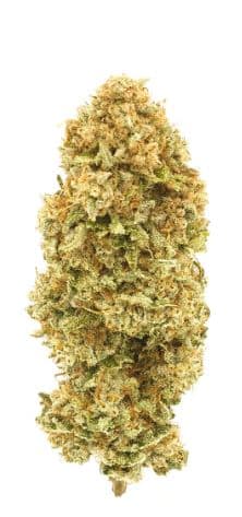 1964 - Organic Cherry AK Hybrid 14g