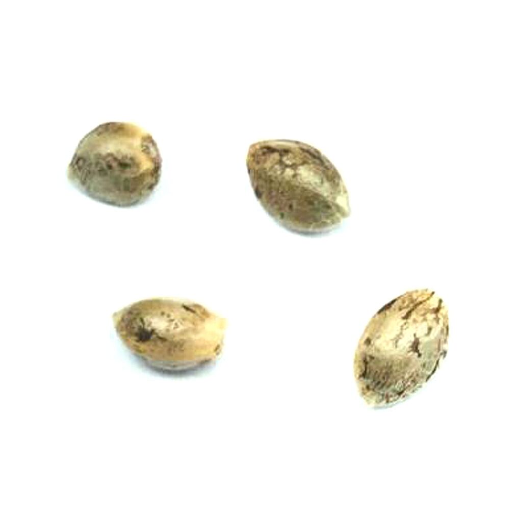 Pristine - Headband Seeds (Feminized)