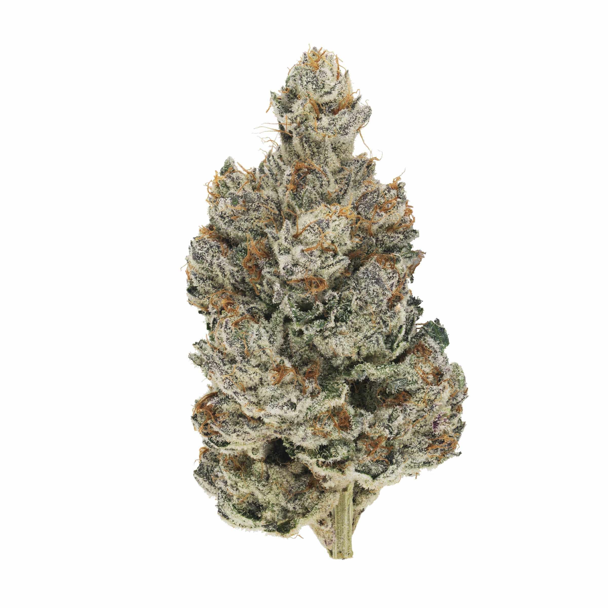 Broken Coast - Quadra