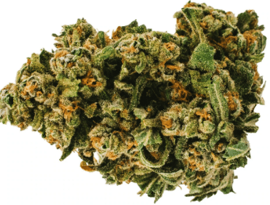 UP - Gelato 29 UP20