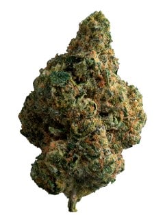 The Loud Plug - Exotic Gas - Image 3