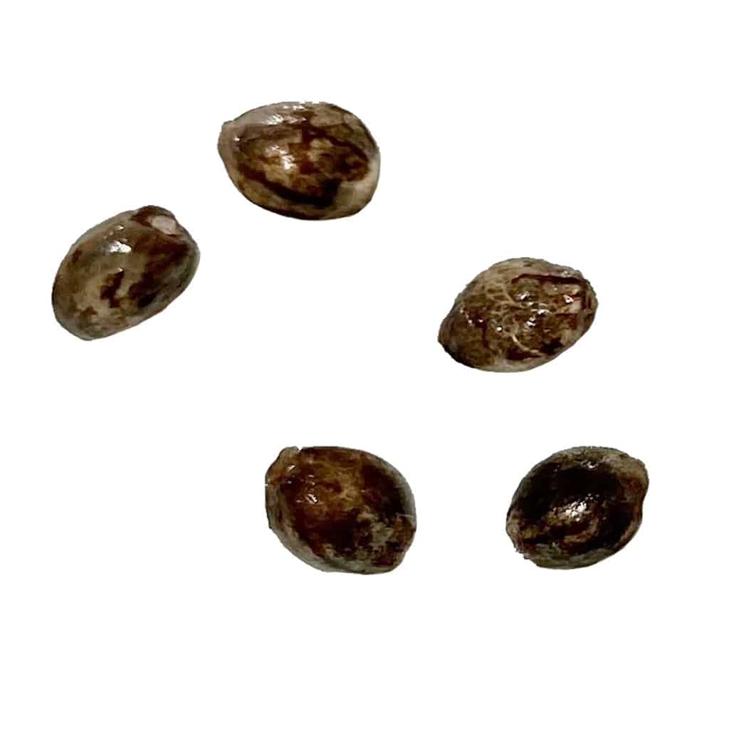 Autoflower Breeder's Club - Exodus UK Cheese THC AUTO Seeds - Image 2