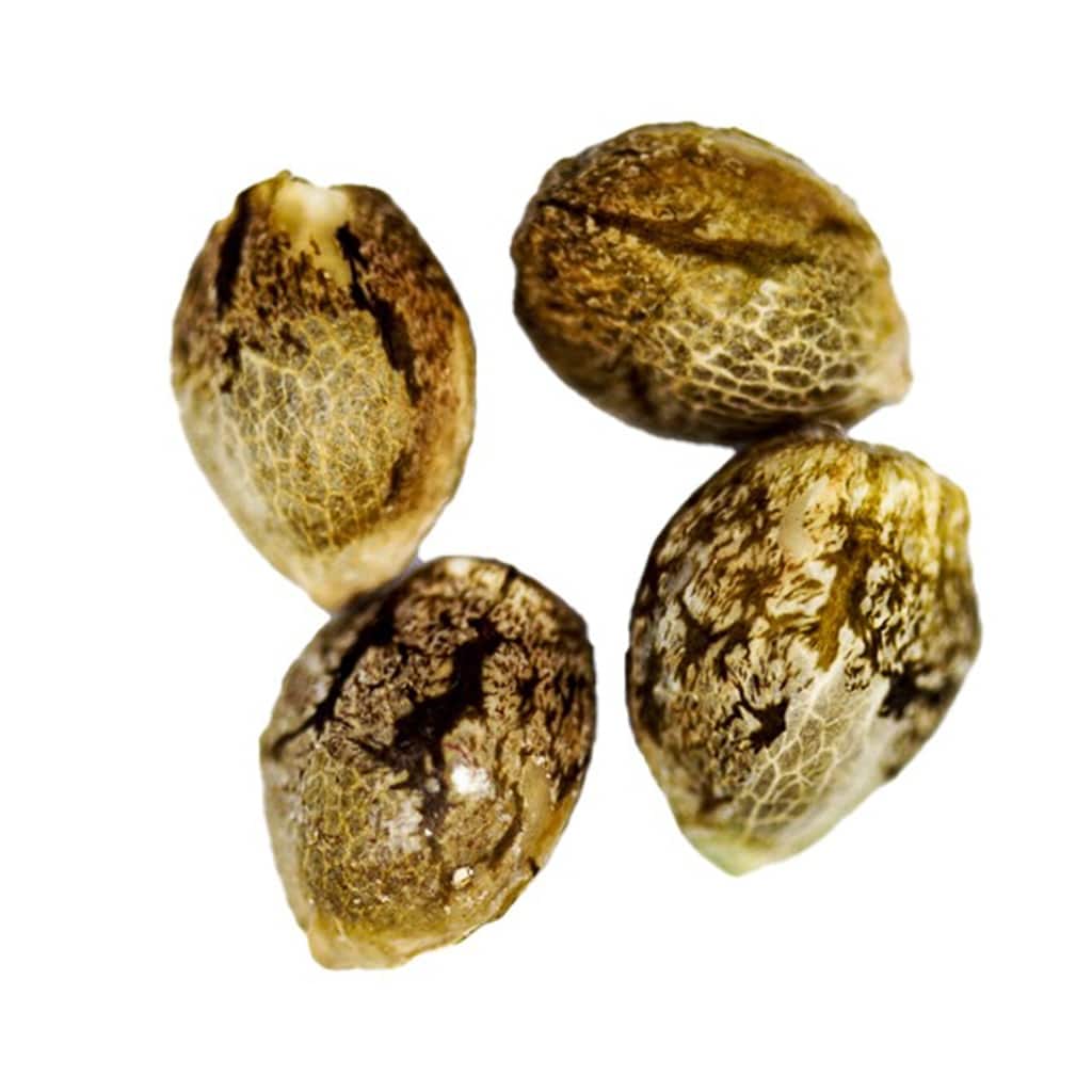 CRG Pharma - Charlotte's Diesel Seeds (Feminized)