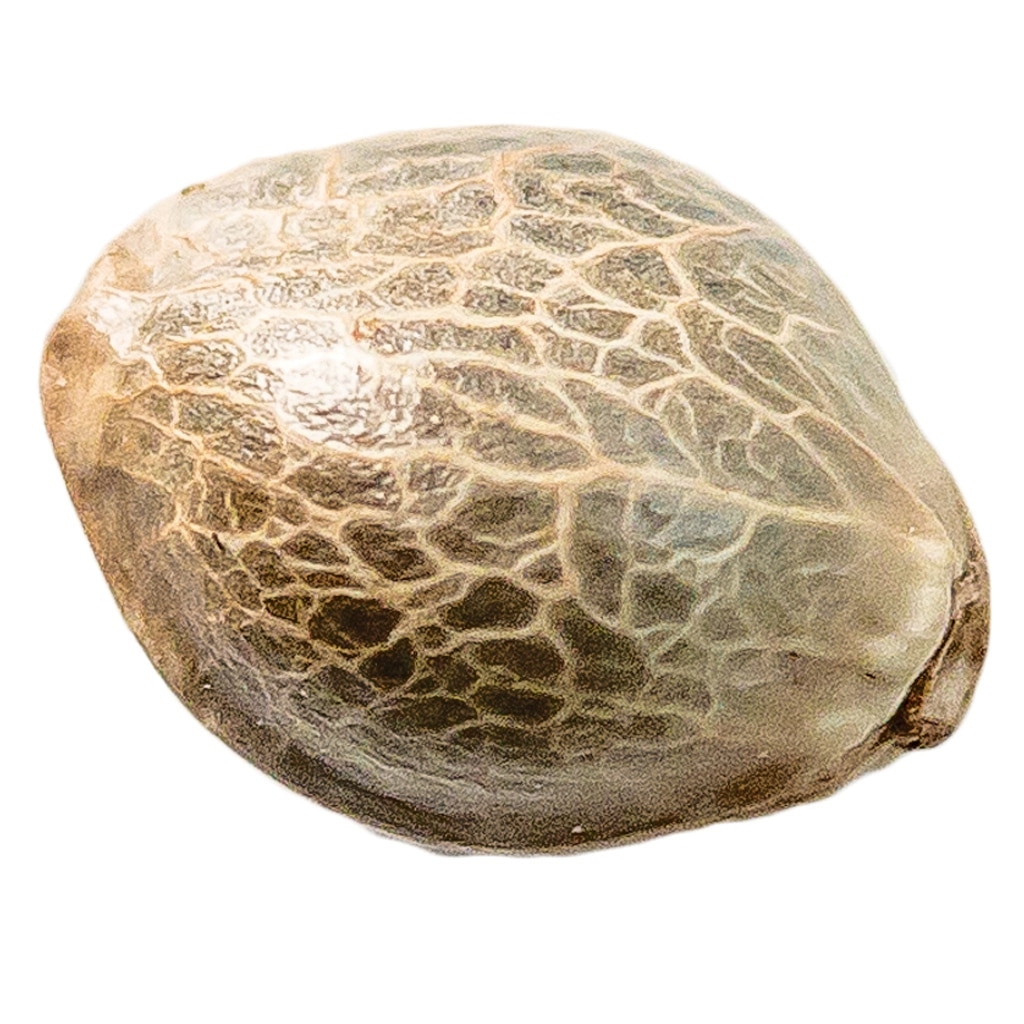 34 Street Seed Co. - Mango CBD 1:1 Seeds (Feminized) - Image 2