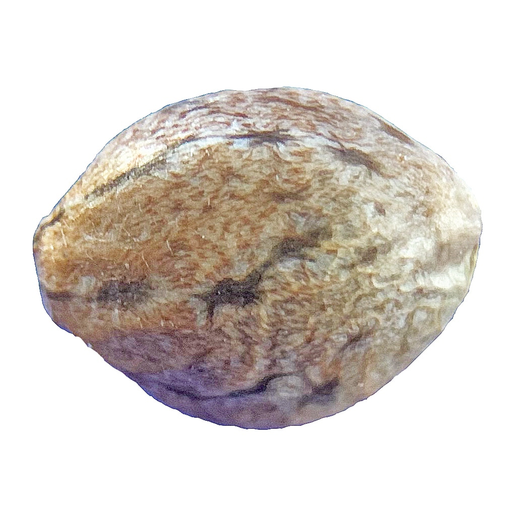 Jax Genetics - Jax Double Trouble Seeds (Regular) - Image 2