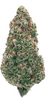 Back Forty - Mandarin Cookies Sativa 7g