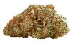 Palmetto - Tropicanna Gold