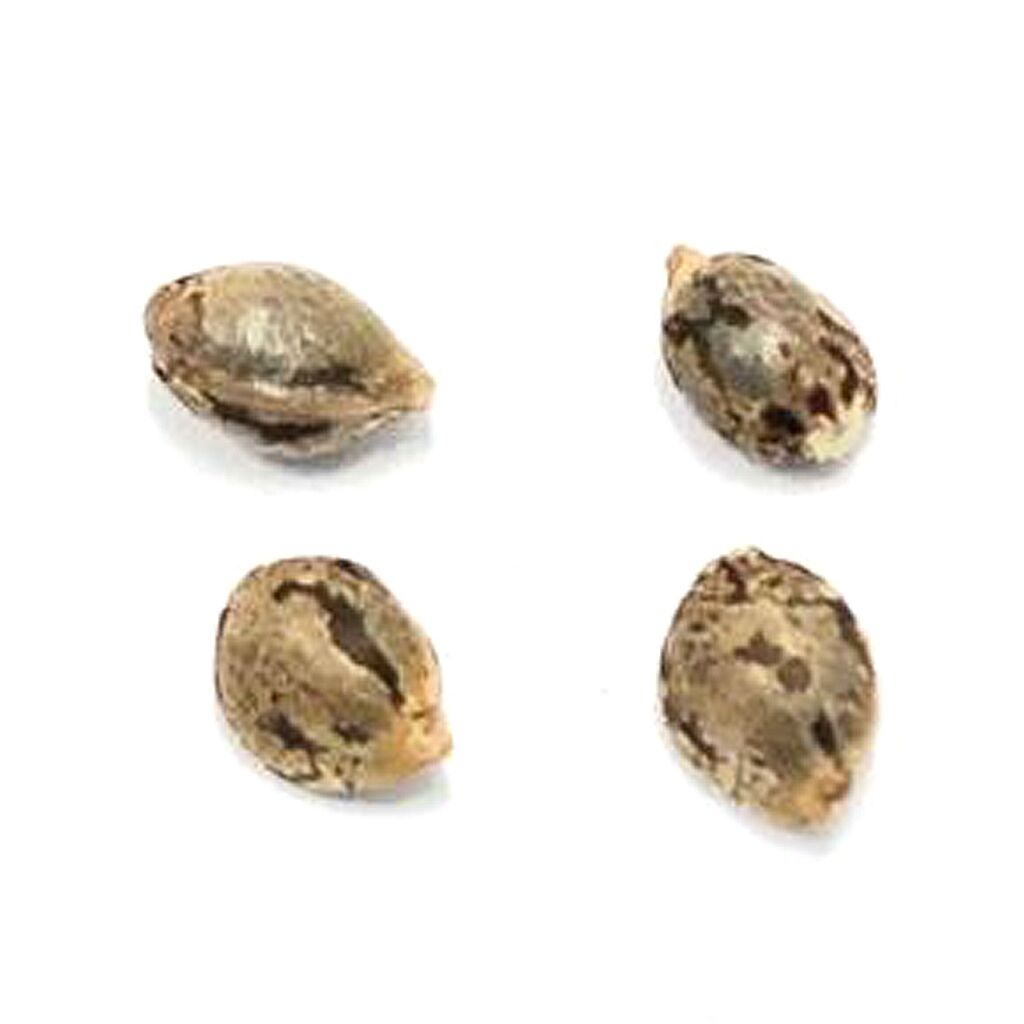 Pristine - Lillooet Landrace Seeds (Feminized)