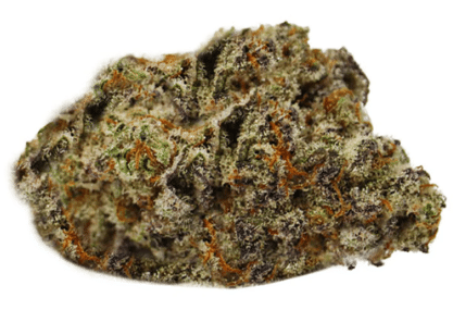 Pura Vida - Legacy Gorilla Cookies