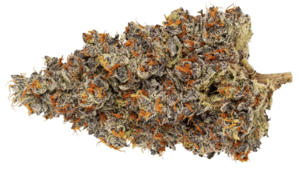 Broken Coast - Platinum Garlic