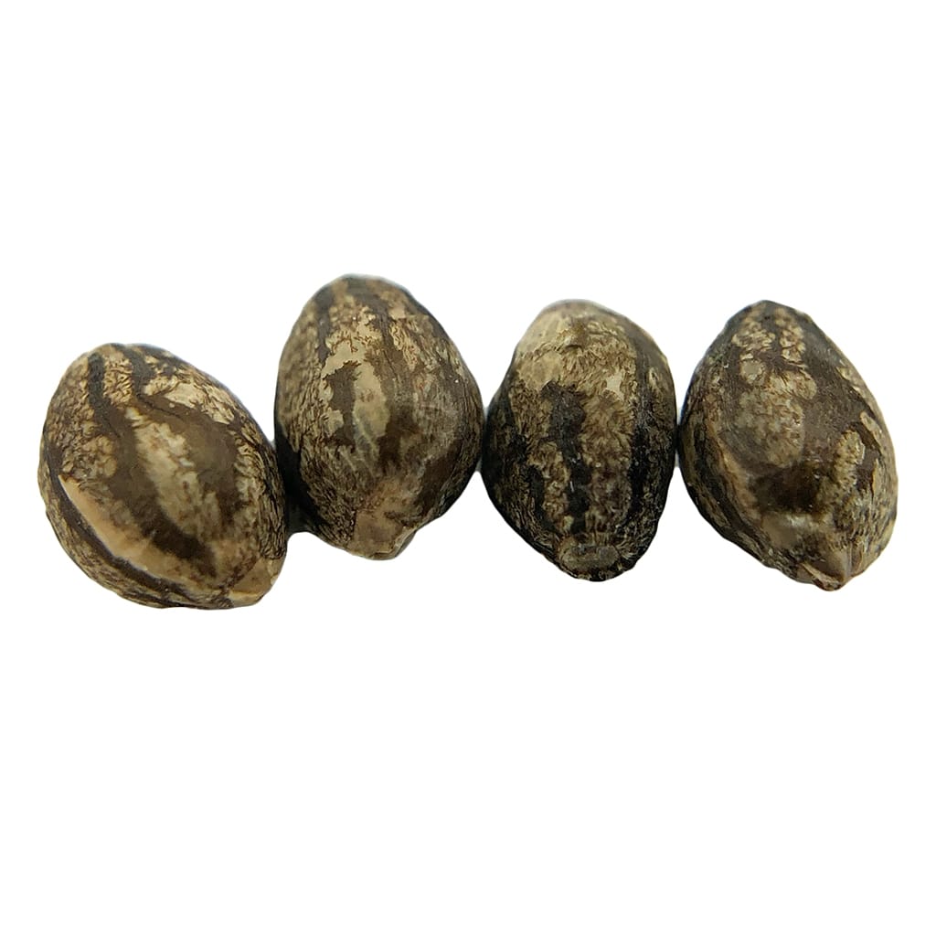 erbaceous™ - E V E R E 5 T Seeds (Regular) - Image 2