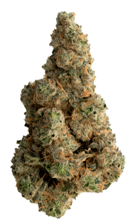 The Loud Plug - With Love from Scarborough - Craft Collective Hybrid 7g - Image 2