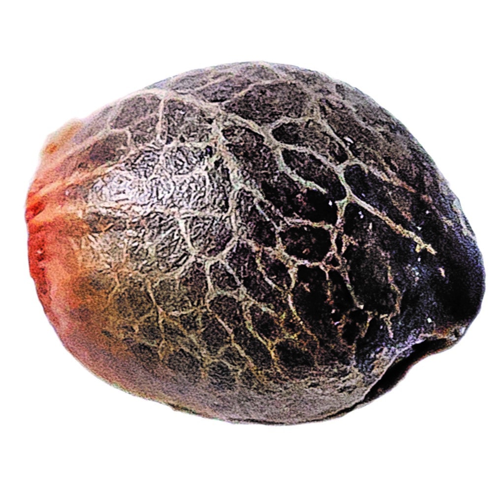 Humboldt Seed Company - Magic Melon Seeds (Autoflower)