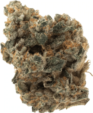 OGEN - Space Flight Superstar #11
