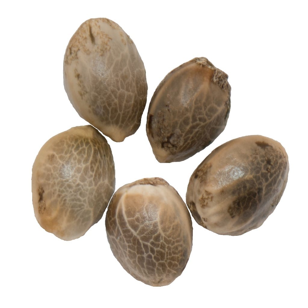 Parkland Flower inc. - Northern Lights Auto Flower Seeds