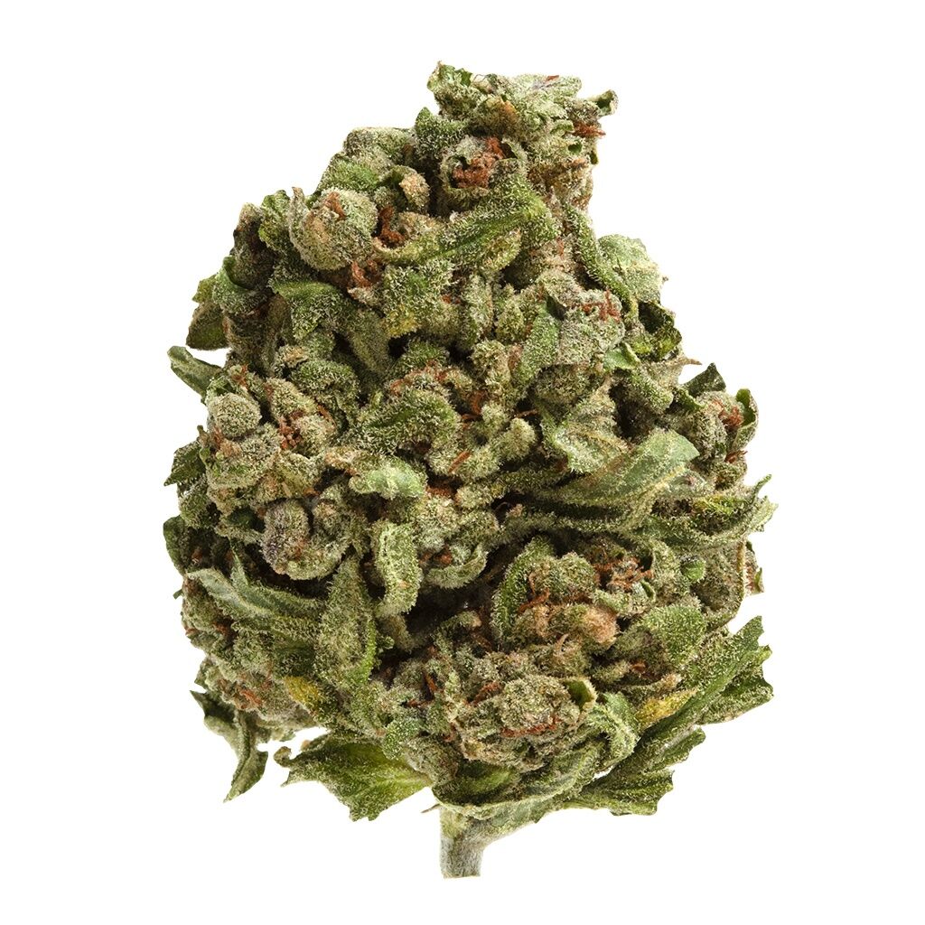 UP - Gelato UP20