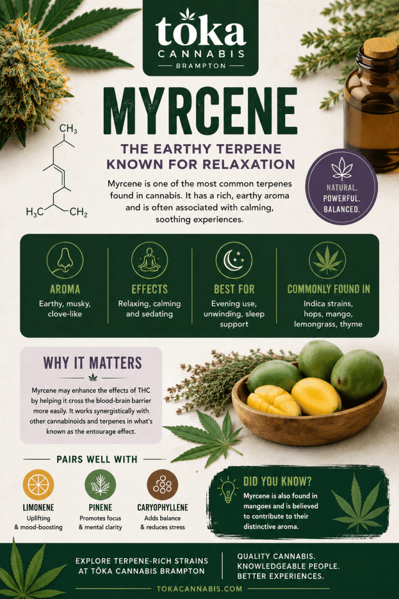 Educational infographic from Toka Cannabis in Brampton explaining the cannabis terpene Myrcene, including its earthy aroma, calming and relaxing effects, common strain types, and terpene pairings with Limonene, Pinene, and Caryophyllene.